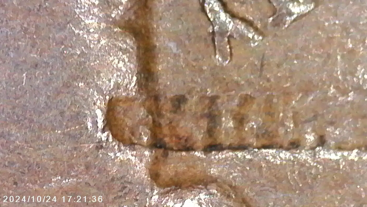 1930-Penny-With-Railroad-Track